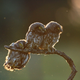 Image: Tibor Kércz/Comedy Wildlife Photo Awards